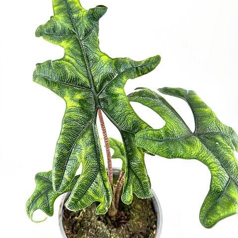 Close-up of vibrant green, lobed houseplant leaves in a grey pot against a white backdrop.