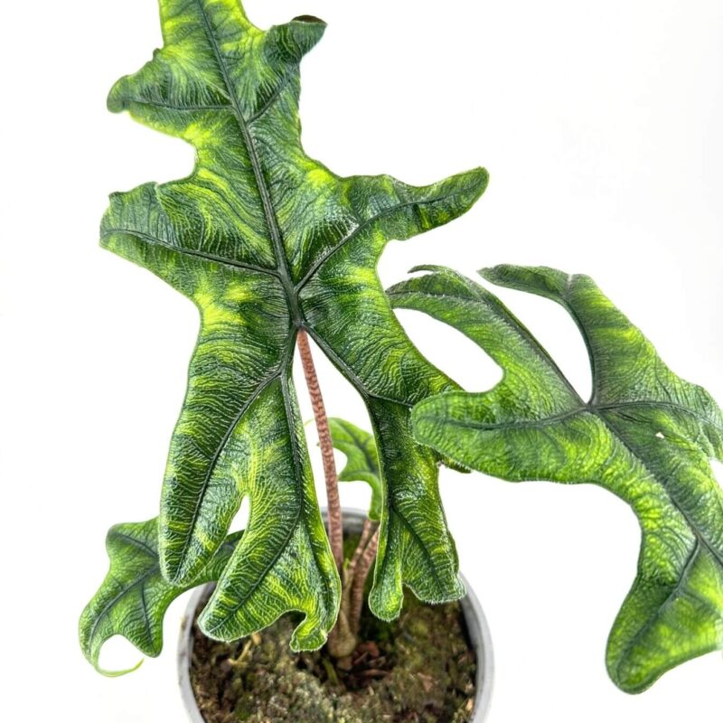 Close-up of vibrant green, lobed houseplant leaves in a grey pot against a white backdrop.