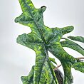 Closeup of a vibrant tropical leaf with unique shape and intricate green patterns.