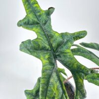 Closeup of a vibrant tropical leaf with unique shape and intricate green patterns.