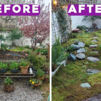 Fresh Live Sheet Carpet Moss – Seasonal Variety