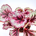 Vibrant begonia plant with colourful leaves in a terracotta pot against a white background.