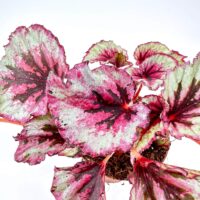Vibrant begonia plant with colourful leaves in a terracotta pot against a white background.