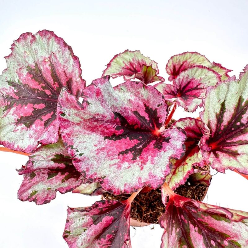 Captivating Begonia: Colourful Foliage in Terracotta Pot Vibrant begonia plant with colourful leaves in a terracotta pot against a white background.