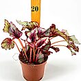 Compact Begonia plant in terracotta pot with colourful leaves, displayed with ruler for scale.