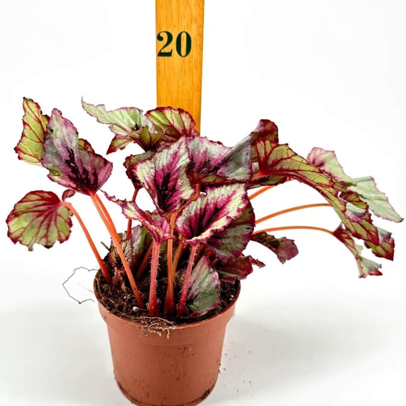 Vibrant Begonia in Terracotta Pot with Ruler Scale Compact Begonia plant in terracotta pot with colourful leaves, displayed with ruler for scale.