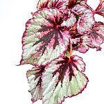 Begonia Beleaf Evening Glow