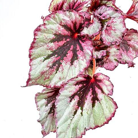 Begonia leaves with pink, burgundy hues, serrated edges, and visible veins on white background.