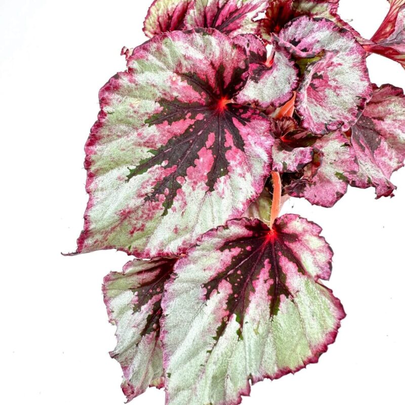 Begonia leaves with pink, burgundy hues, serrated edges, and visible veins on white background.