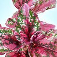 Vibrant plant with deep green and vivid pink leaves, intricate patterns, and glossy texture.