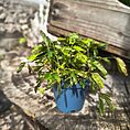 Bright blue pot with thriving green plant on rustic wooden surface.