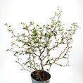 Intricate bonsai tree in a simple gray pot on a stark white background.