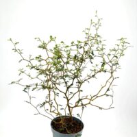 Intricate bonsai tree in a simple gray pot on a stark white background.