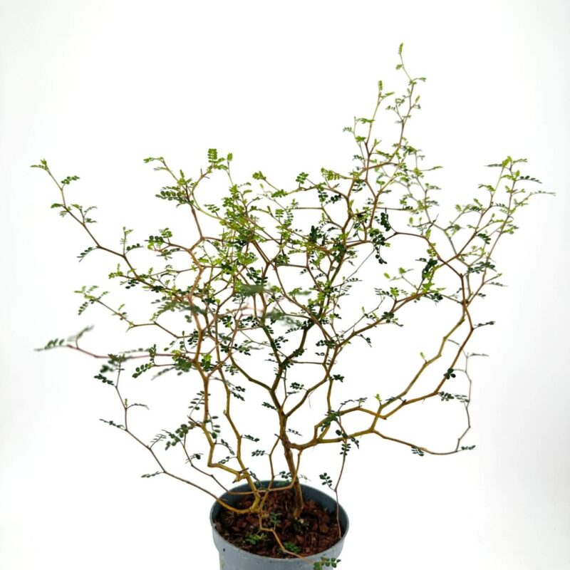 Lush Bonsai Elegance: Indoor Greenery Artistry Intricate bonsai tree in a simple gray pot on a stark white background.