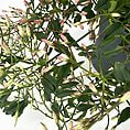 Vibrant green plant with glossy leaves and gradient flower buds, showcasing natural beauty.