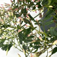 Vibrant green plant with glossy leaves and gradient flower buds, showcasing natural beauty.