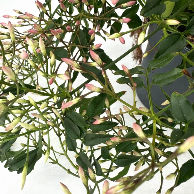 Burst of Colour: Buds on a Lush Green Plant Vibrant green plant with glossy leaves and gradient flower buds, showcasing natural beauty.