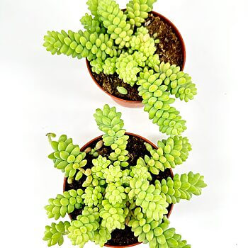 Two potted succulents in terracotta pots, vibrant green leaves, white background.