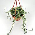 Hanging terracotta pot with cascading green plant against a white background.