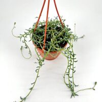 Hanging terracotta pot with cascading green plant against a white background.