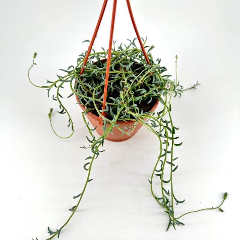 Cascading Greenery in Terracotta Pot Hanging terracotta pot with cascading green plant against a white background.