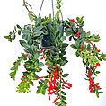 Hanging plant with vibrant green leaves and bright red trumpet-shaped flowers in a black pot.