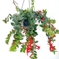 Hanging plant with vibrant green leaves and bright red trumpet-shaped flowers in a black pot.