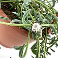 Lush green succulent in a terracotta pot with flowers, showcasing indoor gardening beauty.