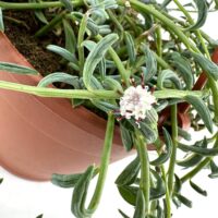Lush green succulent in a terracotta pot with flowers, showcasing indoor gardening beauty.