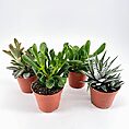 Succulent plants in terracotta pots on white background, showcasing greenery and interior decor.