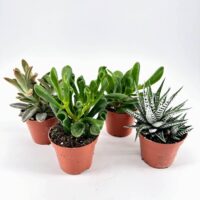 Succulent plants in terracotta pots on white background, showcasing greenery and interior decor.