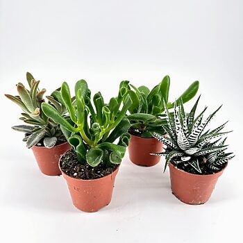 Succulent plants in terracotta pots on white background, showcasing greenery and interior decor.