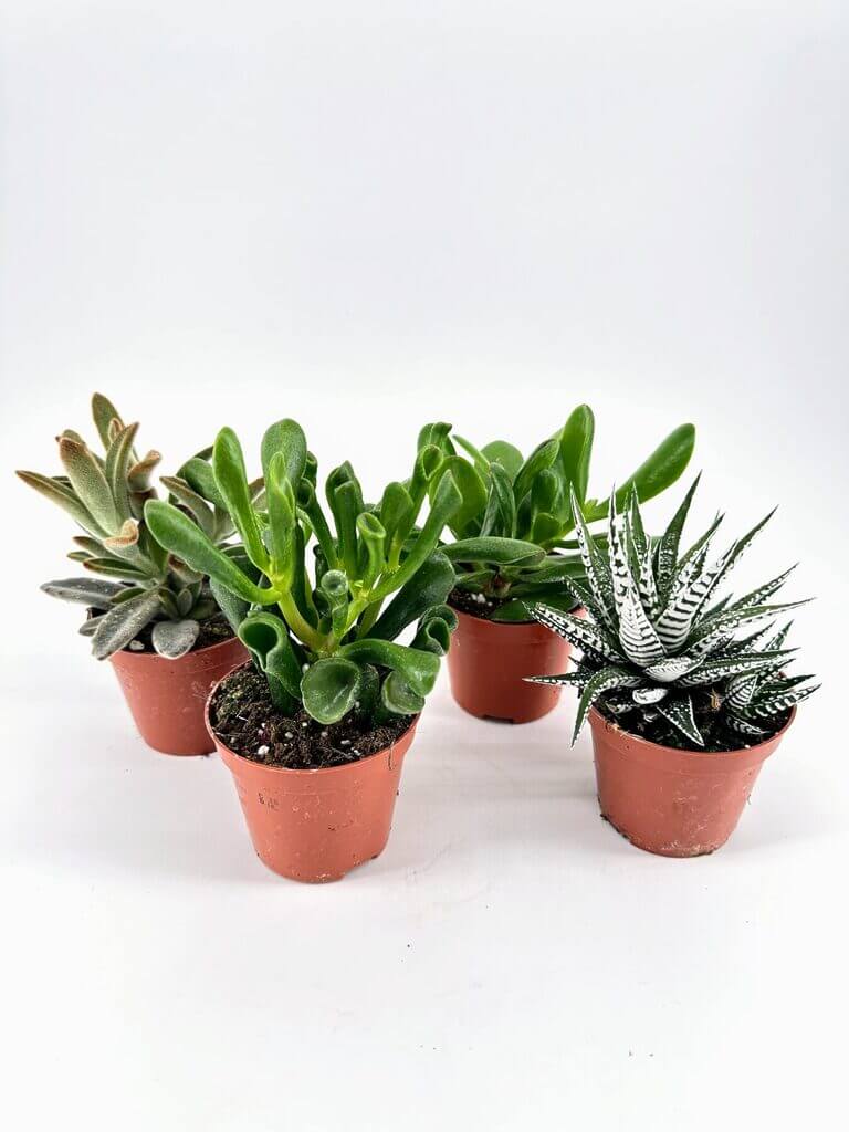 Succulent plants in terracotta pots on white background, showcasing greenery and interior decor.
