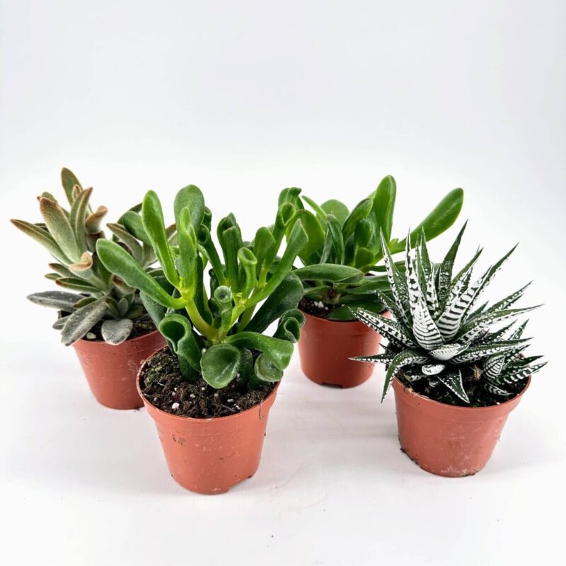 Succulent plants in terracotta pots on white background, showcasing greenery and interior decor.