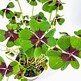 Vibrant clover plant with heart-shaped, colourful leaves in a pot against a white background.