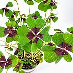 Oxalis Depii Lucky Clover Plant 12cm