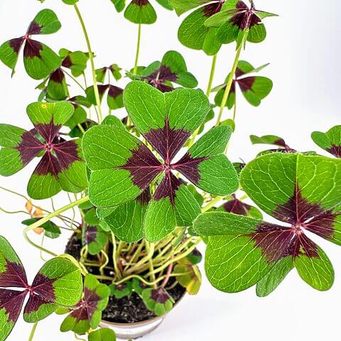 Vibrant clover plant with heart-shaped, colourful leaves in a pot against a white background.