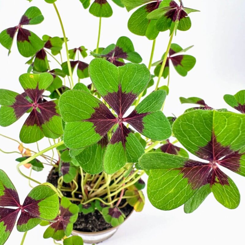 Vibrant clover plant with heart-shaped, colourful leaves in a pot against a white background.
