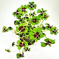 Elegant clover-like plant in white pot, with green and burgundy leaves, on neutral background.