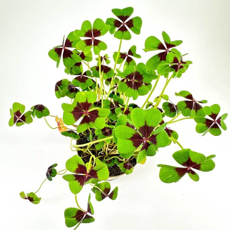 Vibrant Clover-Like Plant in White Pot Elegant clover-like plant in white pot, with green and burgundy leaves, on neutral background.