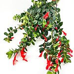 Columnea Krakatau Flying Goldfish Houseplant