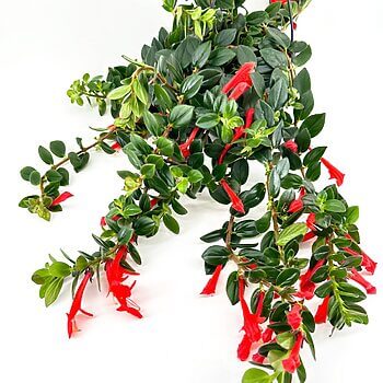 Hanging plant with glossy green leaves and vivid red tubular flowers showcasing natural beauty.