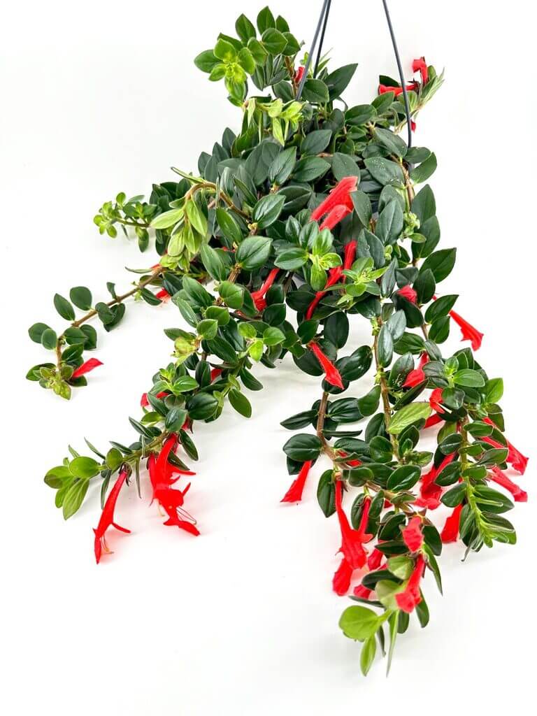 Hanging plant with glossy green leaves and vivid red tubular flowers showcasing natural beauty.