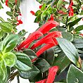 Vibrant plant with lush green leaves and exotic red tubular flowers against a muted background.