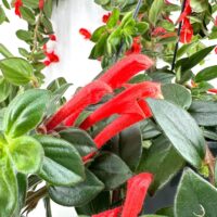 Vibrant plant with lush green leaves and exotic red tubular flowers against a muted background.