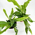 Lush green plants in terracotta pots on white surface, showcasing vibrant foliage and texture.