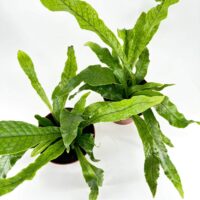 Lush green plants in terracotta pots on white surface, showcasing vibrant foliage and texture.