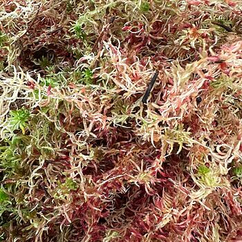 Dense moss cluster in shades of green, cream, and pink with intricate textures.