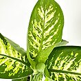 Dieffenbachia plant with large green leaves and yellow patches on white background.