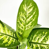 Dieffenbachia plant with large green leaves and yellow patches on white background.